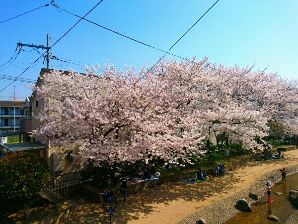 水面廻廊の満開の桜
