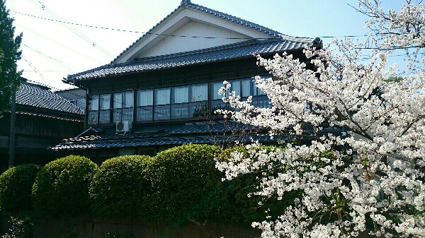 水面廻廊にある旅館と桜