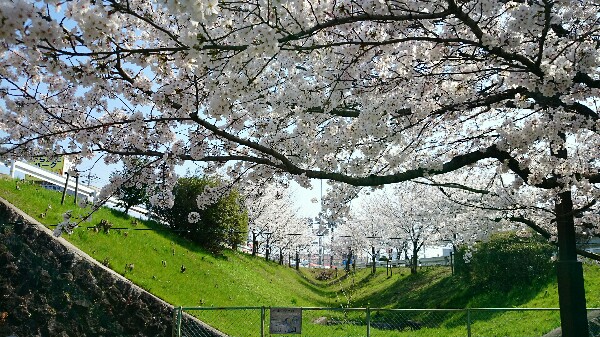 水面廻廊の桜並木