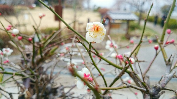 万年寺山の梅林で咲く白い梅の花
