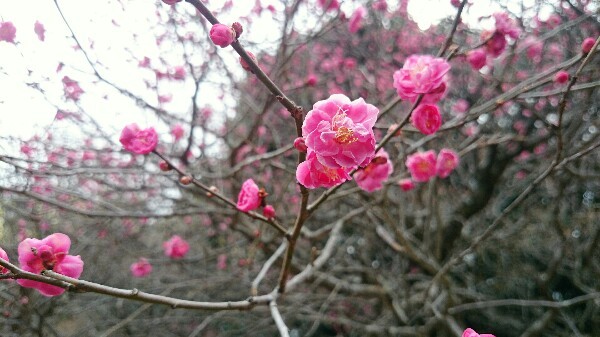 万年寺山で咲く赤い梅の花