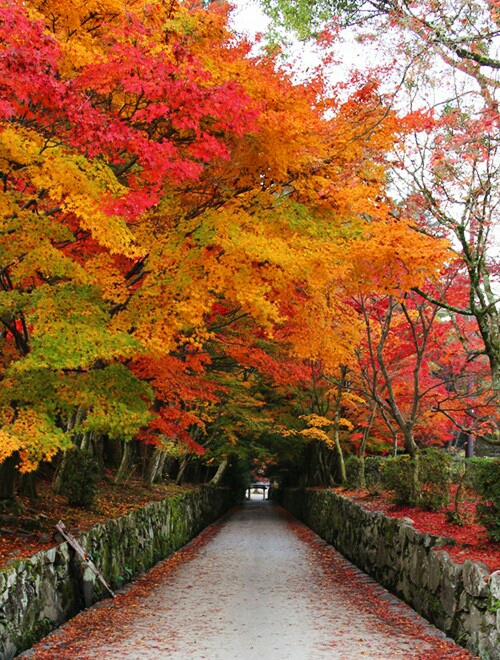 興聖寺の紅葉