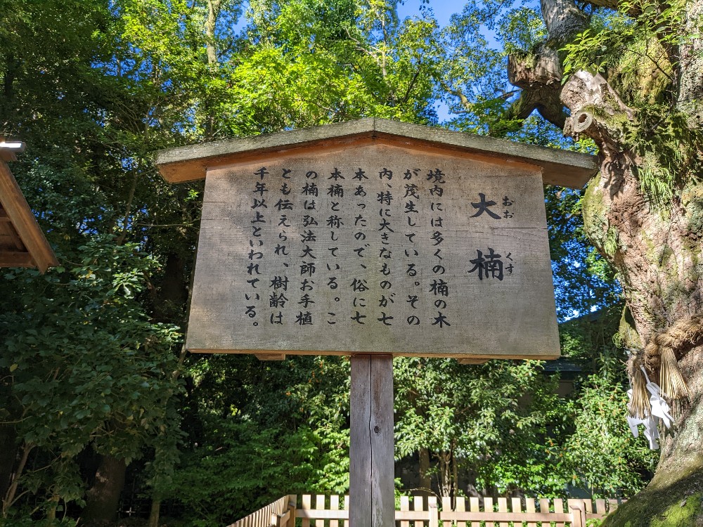 大楠の説明板