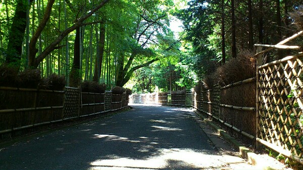 竹の径の雰囲気