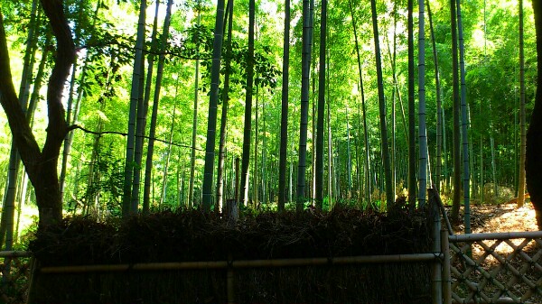 光と闇のグラデーションの竹林