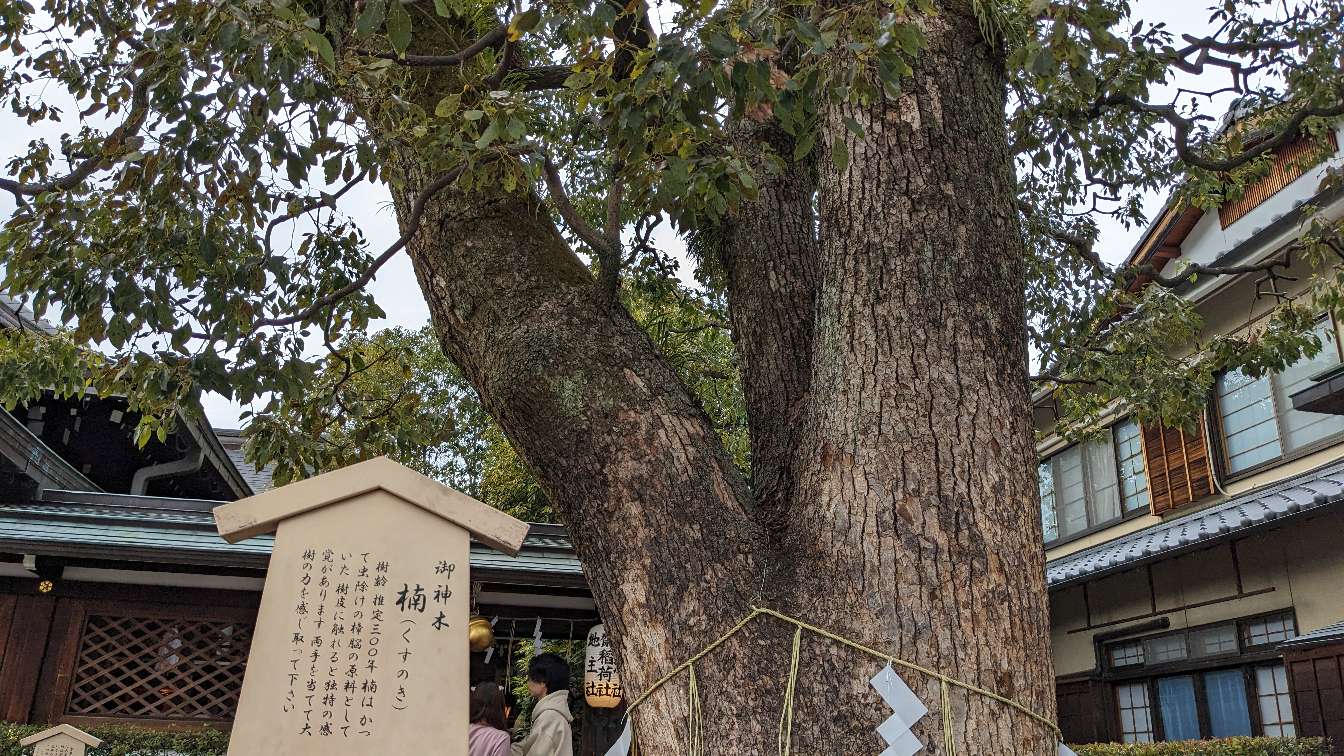 晴明神社の樹齢３００年の楠