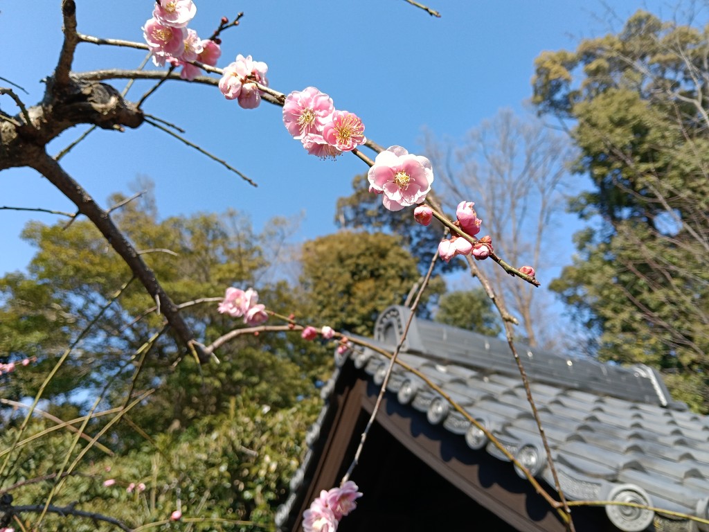 梅園で咲くピンクの梅の花