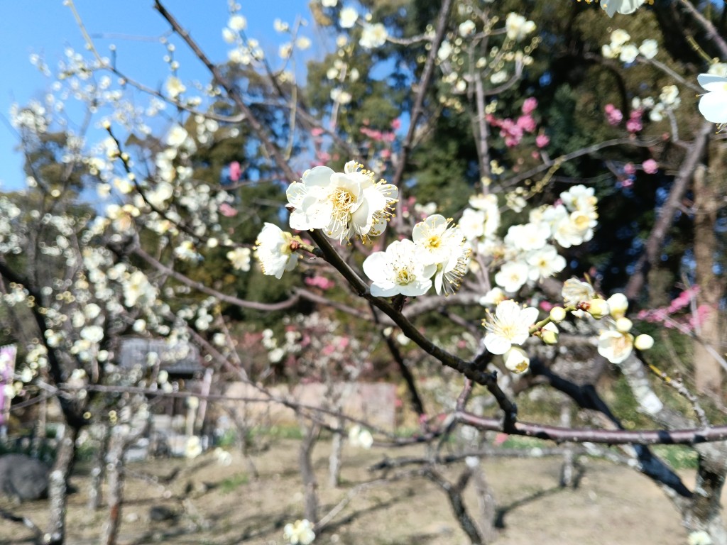 上宮天満宮の梅園で咲く白い梅の花