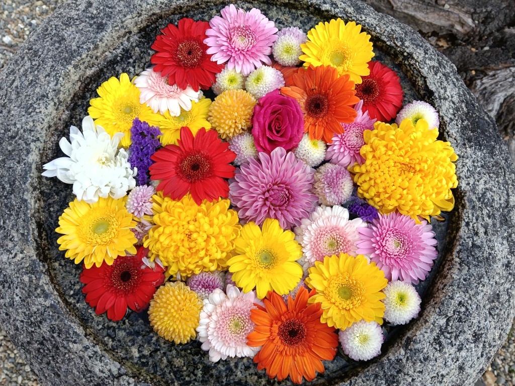 蹲に彩りた綺麗な花