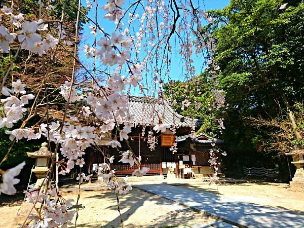 交野天神社の拝殿前に咲く枝垂れ桜はとても美しい