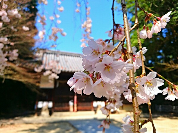 桜をアップで撮影