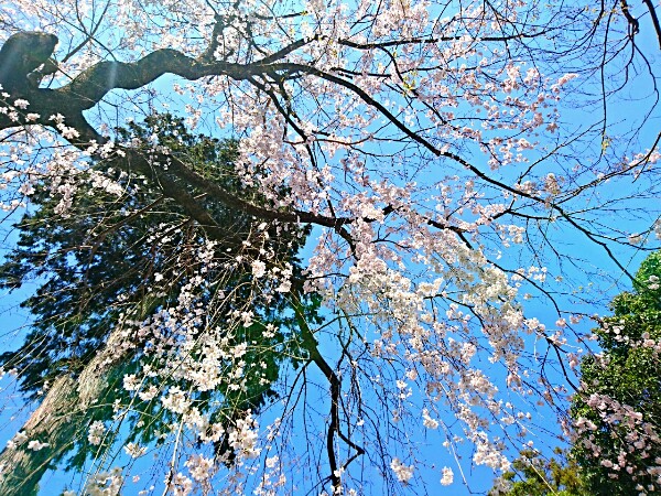 桜と緑の木と青空のコントラスト