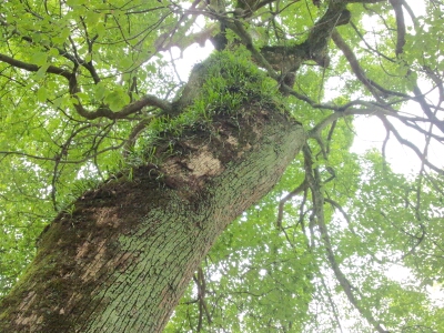 歴史を感じる籠神社の大木