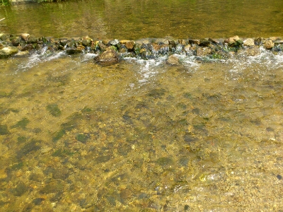 小さな魚が泳いでいるほどの清流
