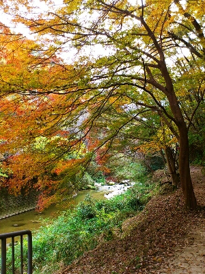 天野川沿に赤く染まる紅葉
