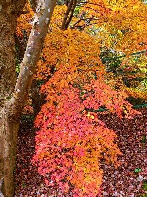 道中に真っ赤に染まる紅葉の木を見ながらほしのブランコを目指す